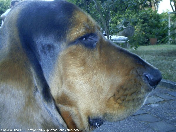 Photo de Basset hound