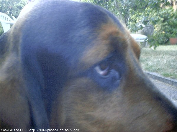 Photo de Basset hound