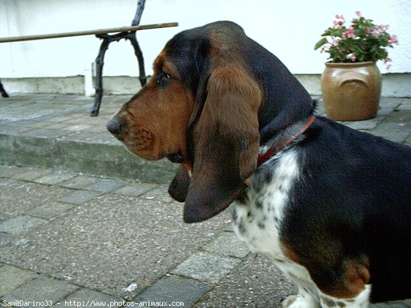 Photo de Basset hound