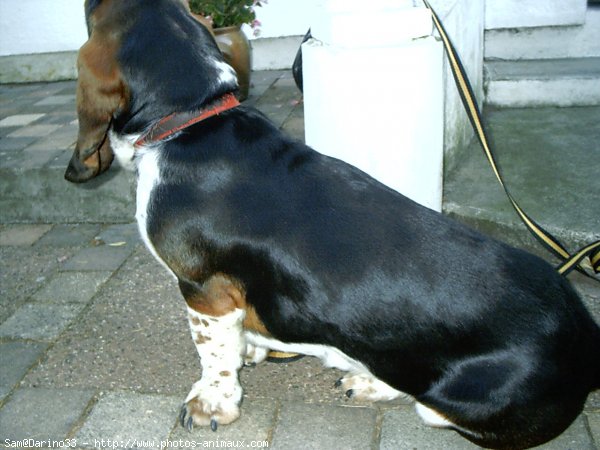 Photo de Basset hound