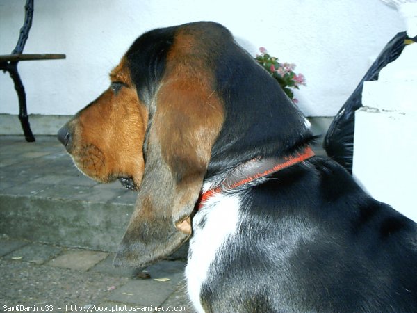 Photo de Basset hound