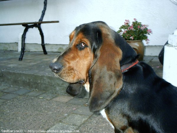 Photo de Basset hound