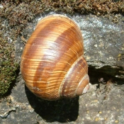 Photo d'Escargot