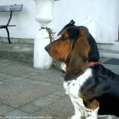 Photo de Basset hound