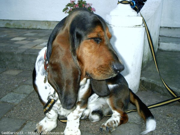 Photo de Basset hound