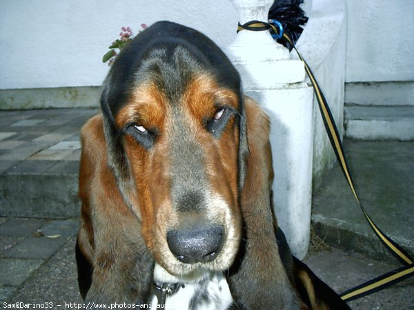 Photo de Basset hound