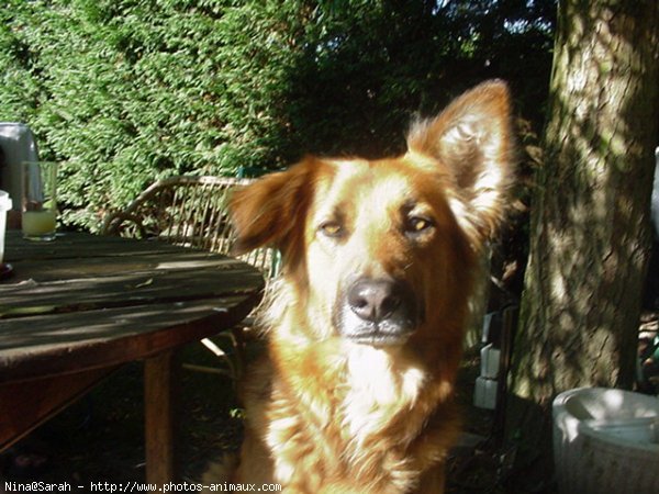 Photo de Berger belge malinois