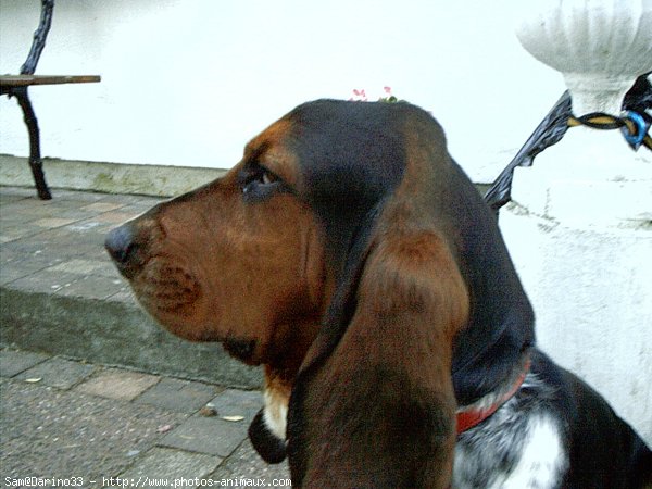 Photo de Basset hound