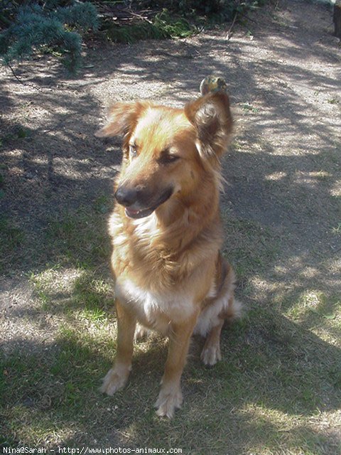 Photo de Berger belge malinois