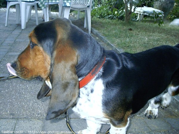 Photo de Basset hound