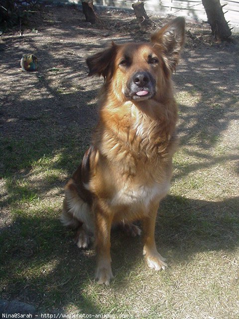 Photo de Berger belge malinois