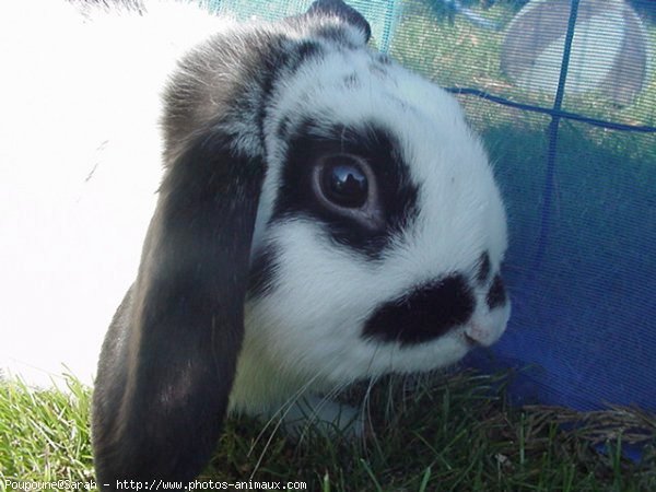 Photo de Lapin