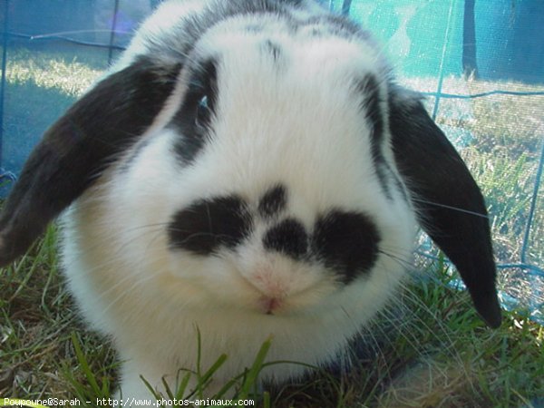 Photo de Lapin