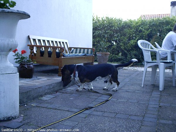 Photo de Basset hound