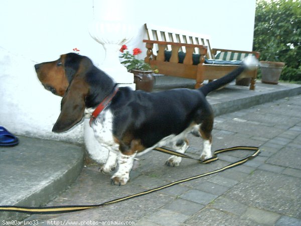 Photo de Basset hound