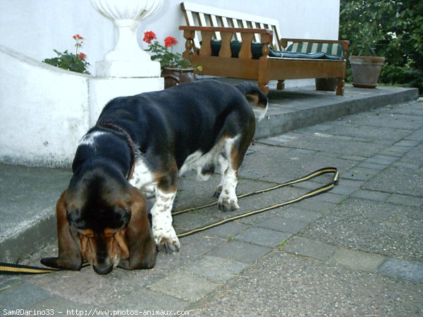 Photo de Basset hound