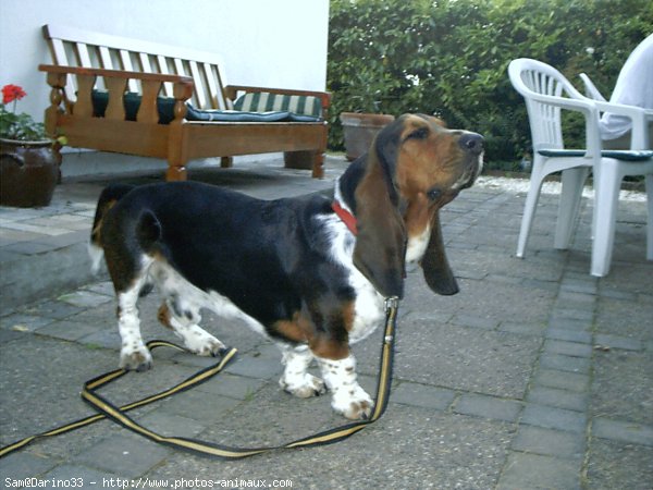 Photo de Basset hound