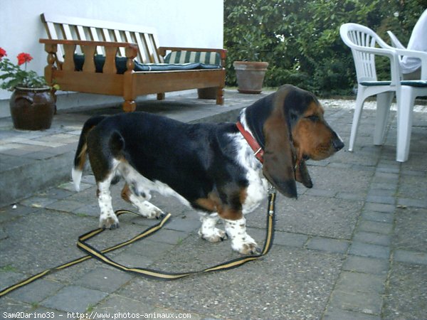 Photo de Basset hound