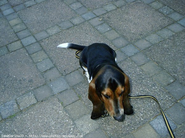 Photo de Basset hound