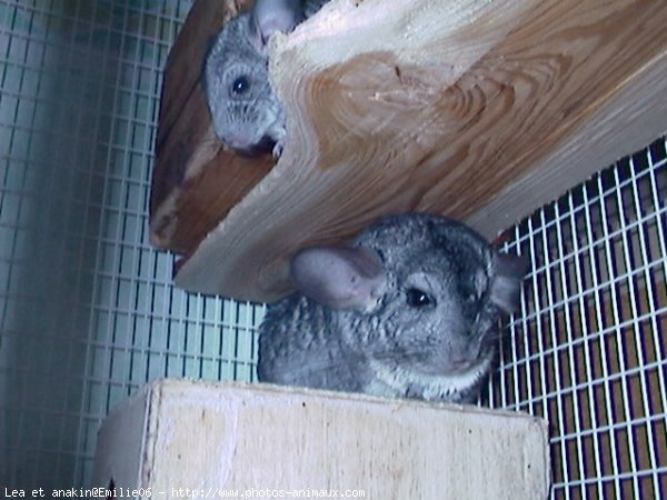 Photo de Chinchilla