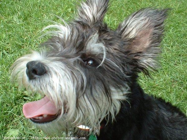 Photo de Schnauzer gant