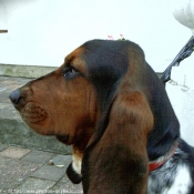 Photo de Basset hound