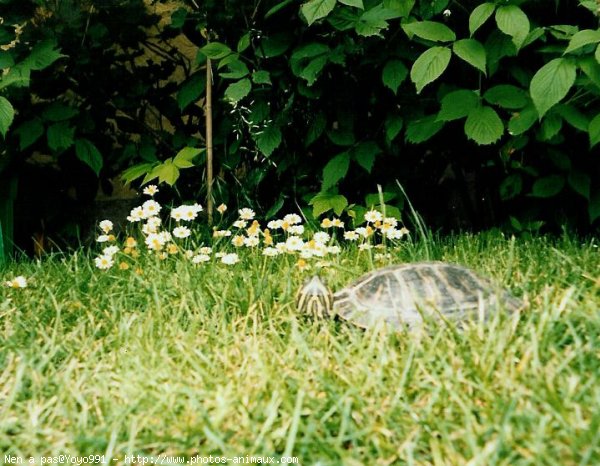 Photo de Tortue