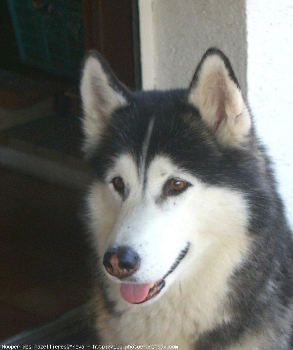 Photo de Husky siberien