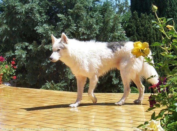 Photo de Husky siberien