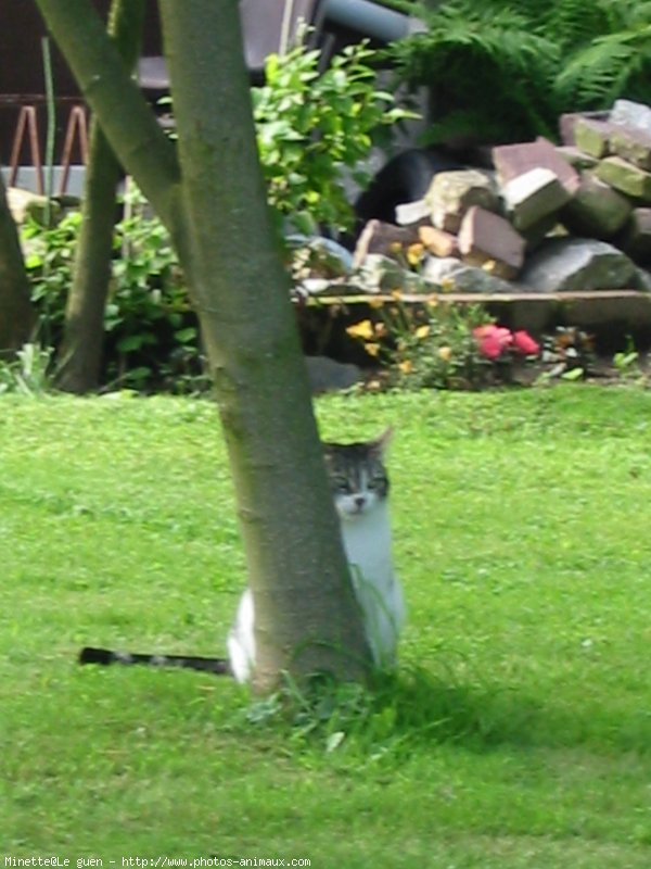 Photo de Chat domestique