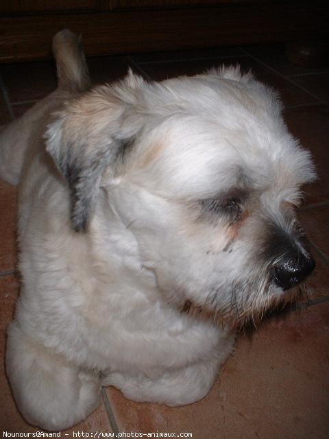 Photo de Lhassa apso