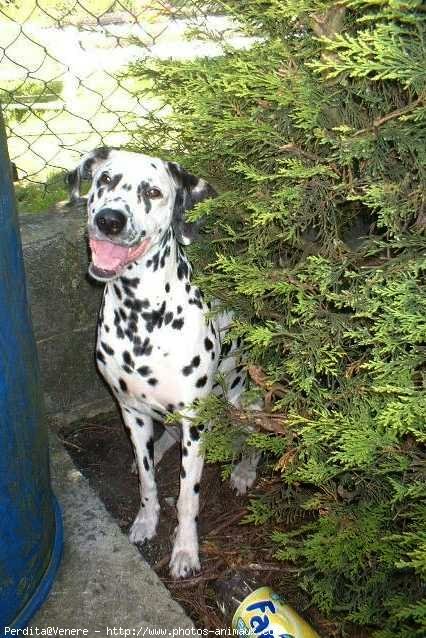 Photo de Dalmatien