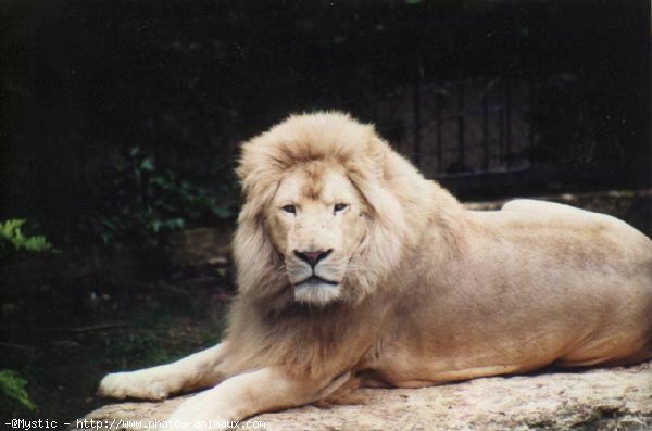 Photo de Lion