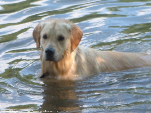 Photo de Golden retriever