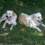 Photo de Golden retriever