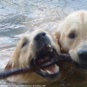 Photo de Golden retriever