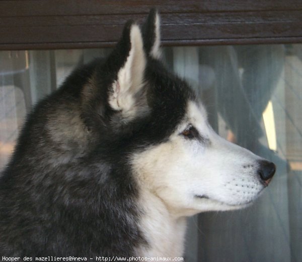 Photo de Husky siberien