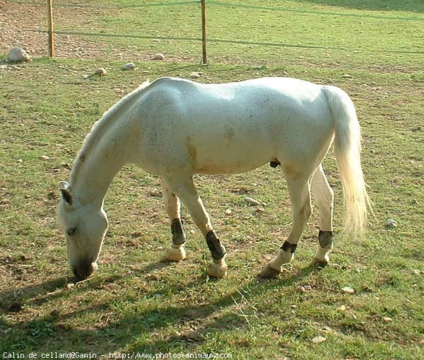 Photo de Poney franais de selle