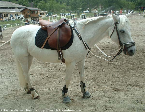 Photo de Poney franais de selle