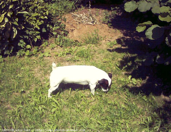 Photo de Jack russell terrier