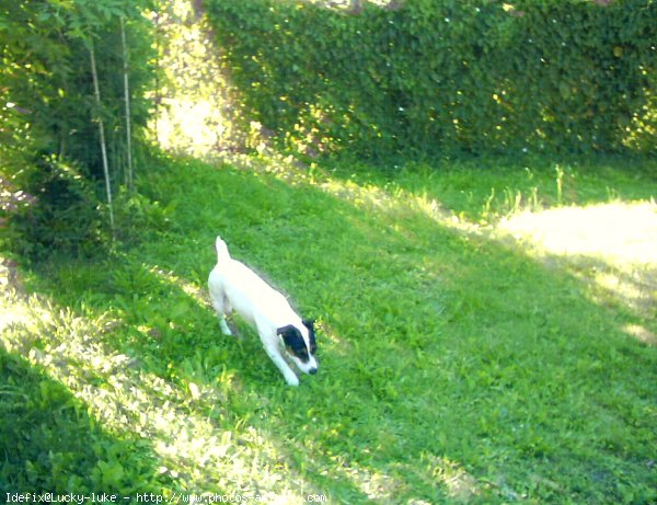 Photo de Jack russell terrier