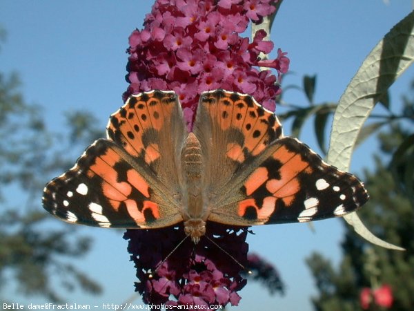 Photo de Papillon