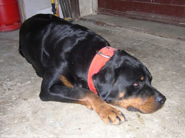 Photo de Rottweiler