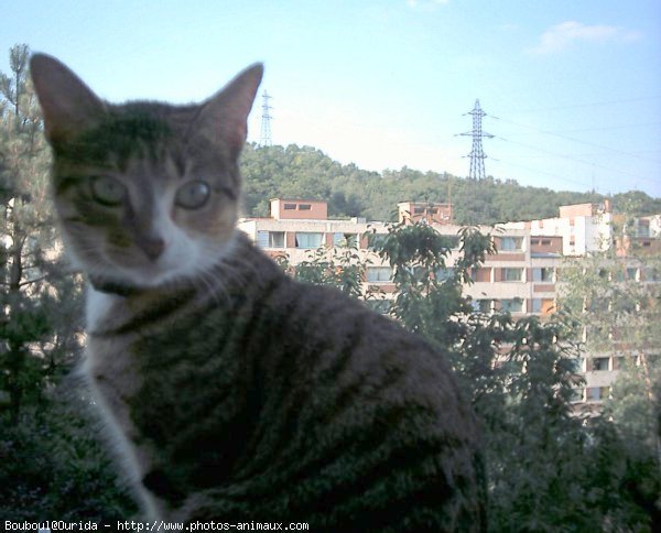 Photo de Chat domestique