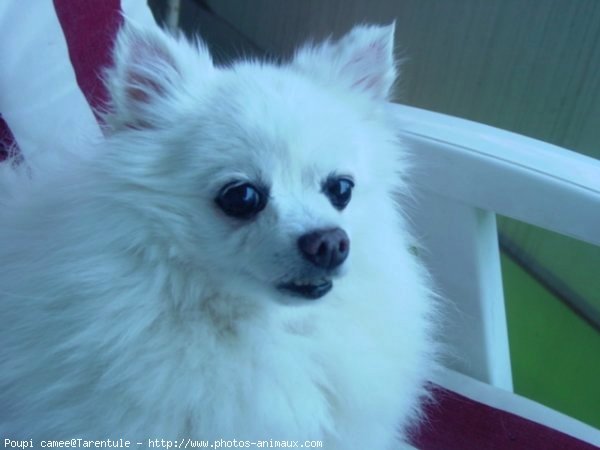 Photo de Spitz moyen