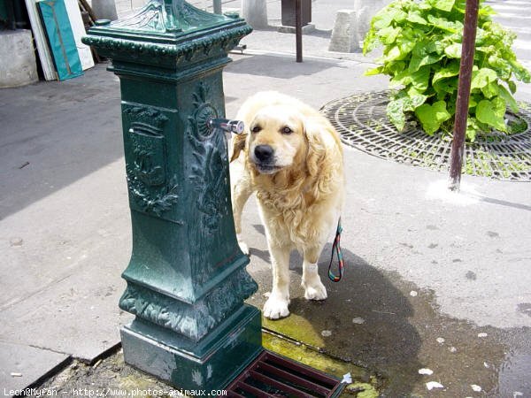 Photo de Golden retriever