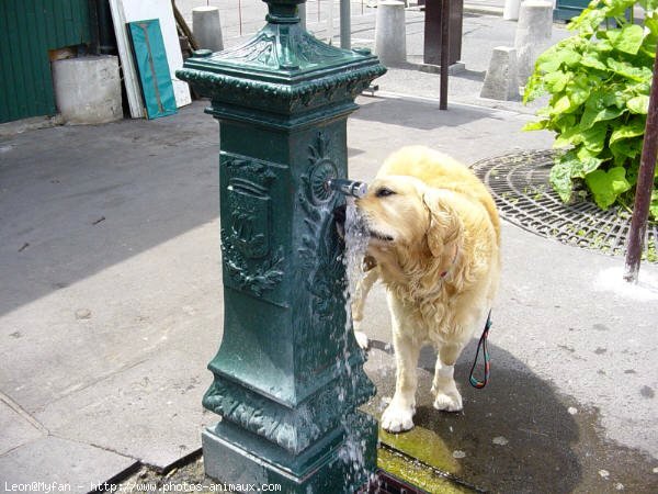 Photo de Golden retriever