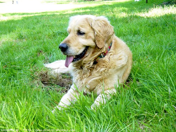 Photo de Golden retriever