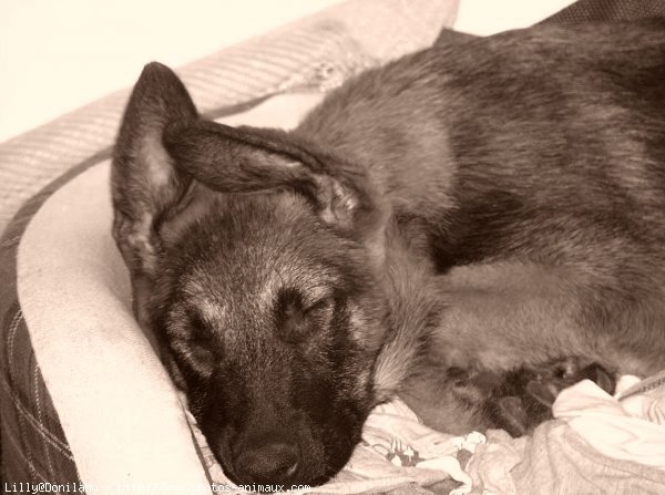 Photo de Berger belge malinois