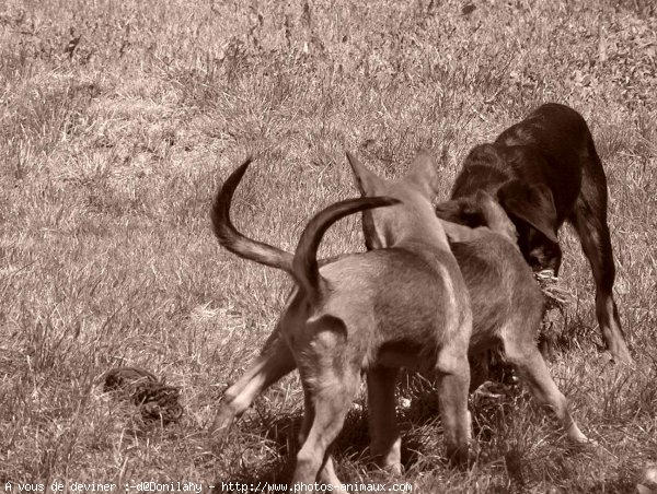 Photo de Races diffrentes